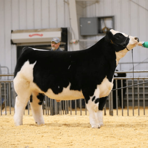 Gut-Pro For Livestock